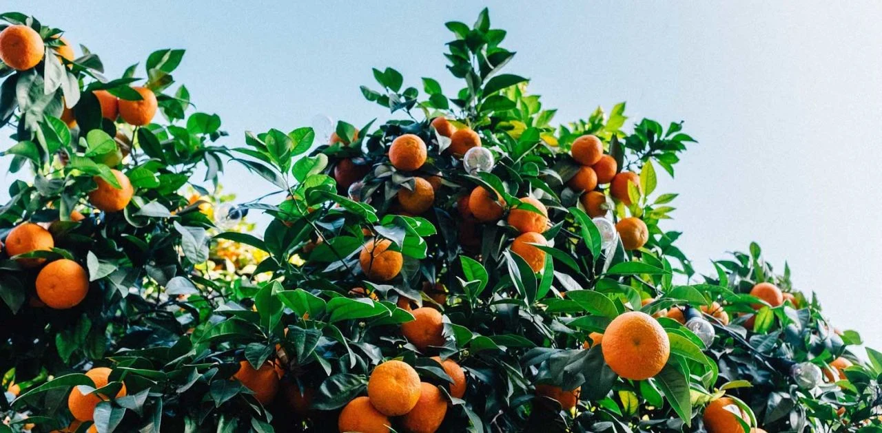 Samsun’da Değişen İklimle Birlikte Mandalina Yetiştiriciliği Başladı