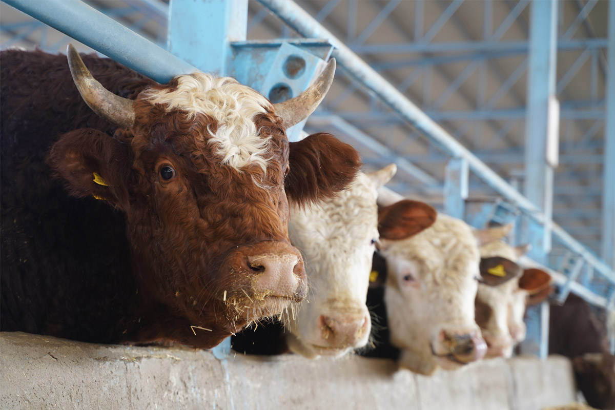 2026 Besilik Hayvan İthalatı Başvuruları Başlıyor